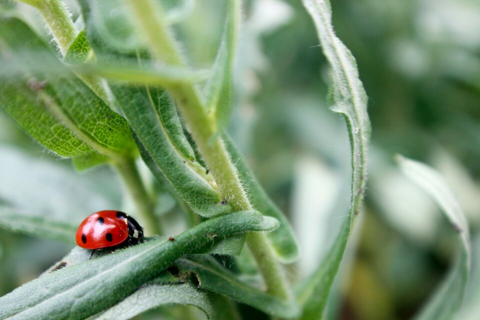 Nature macro beetle