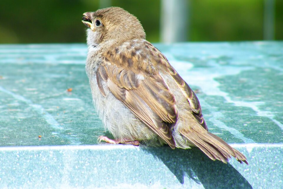 House sparrow songbird sitting