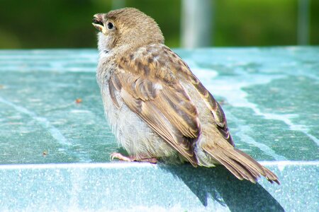 House sparrow songbird sitting