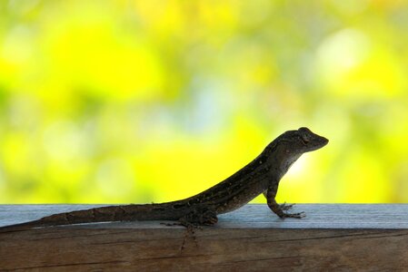 Curious usa gekko