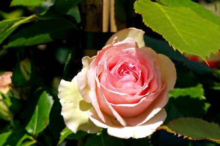 Petals ornamental plant pink flower