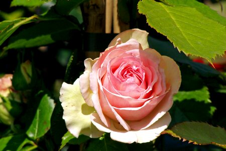 Petals ornamental plant pink flower photo