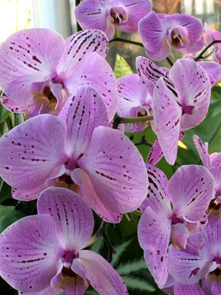 Purple flower