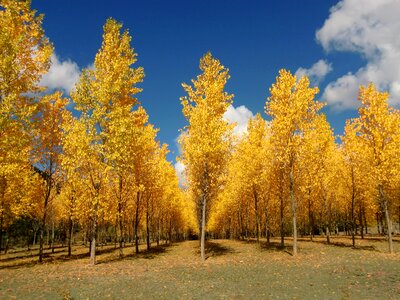 Yellow forest dried leaves photo