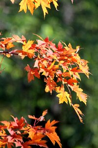 Yellowed sheet maple leaf golden autumn photo