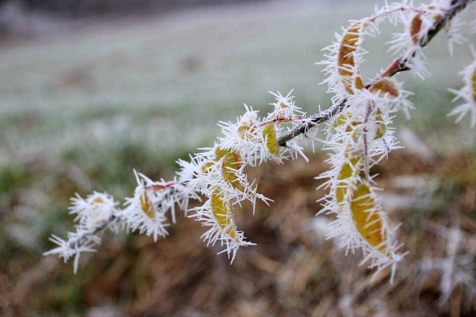 Eiskristalle leaves frost