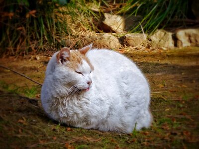 Outdoor sleep feline photo