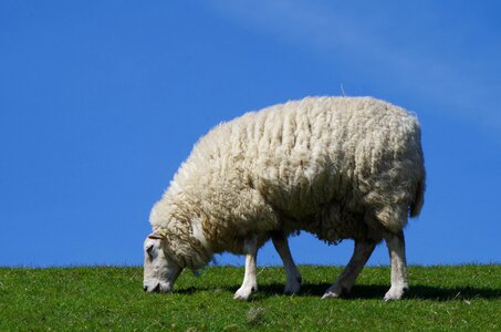 Livestock sheep's wool dike photo