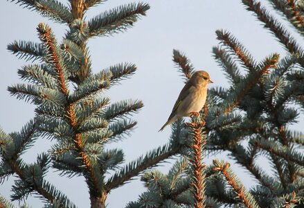 Nature plumage blue spruce photo