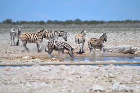 Watering hole drinking zebra etosha
