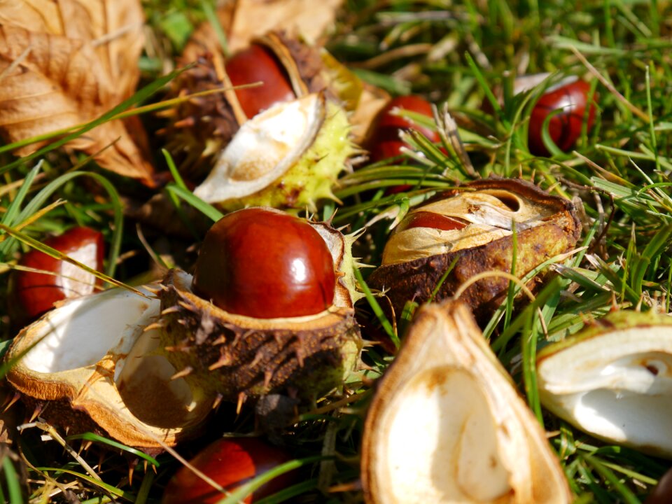 October fruit shell