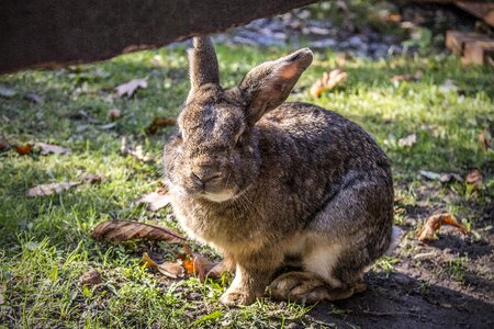 Rabbit pet hare photo