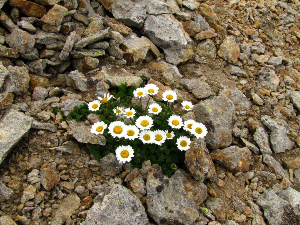 Chamomile stones mountains