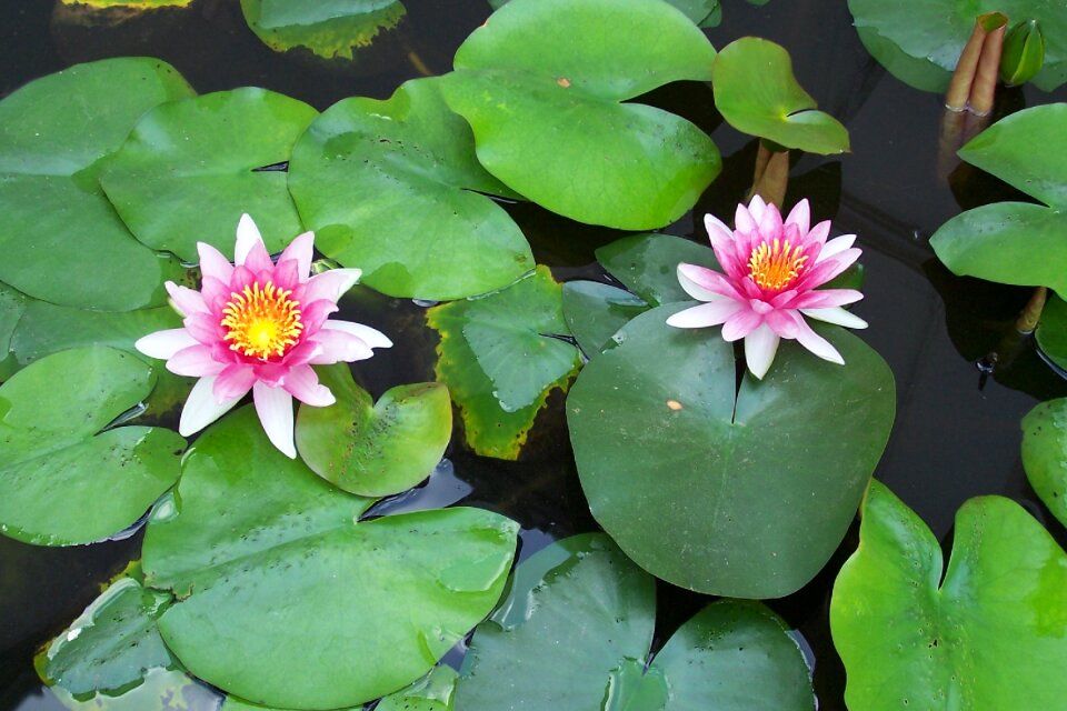 Thailand nature