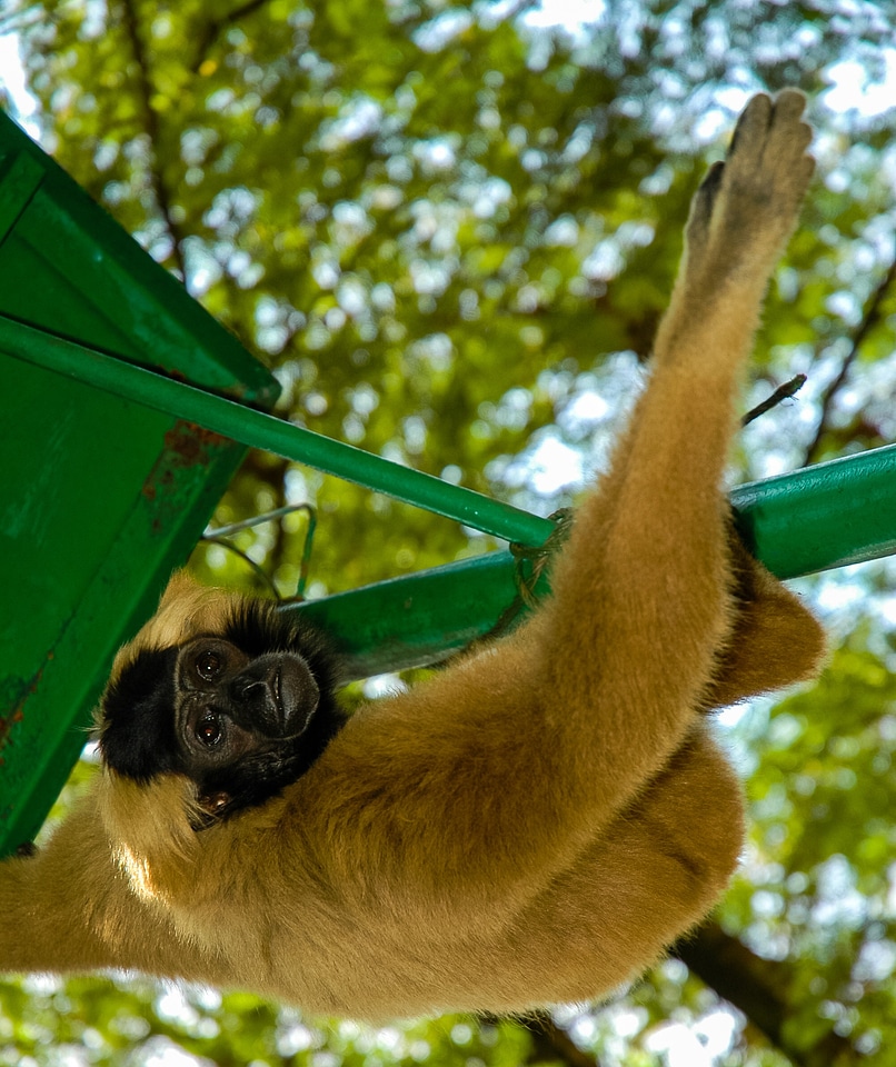 Animal gymnastics climb