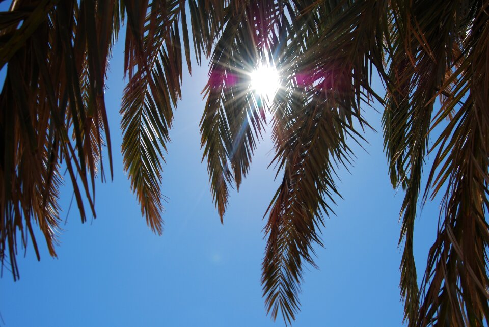Palma the glare of the sun branch