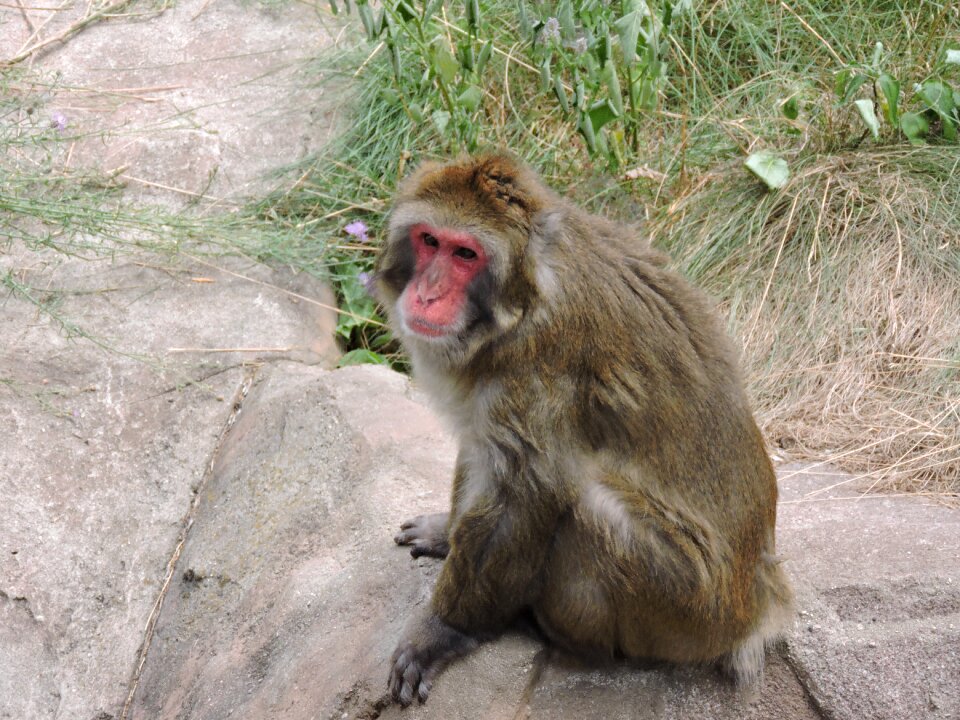 Animal mammal
