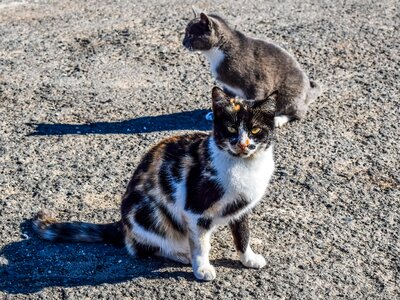Animal young kitty