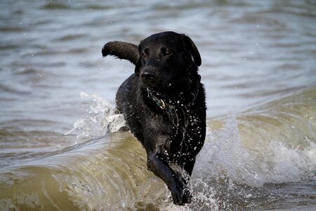 Sea surf salt water photo