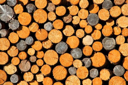 Growing stock firewood sawed off