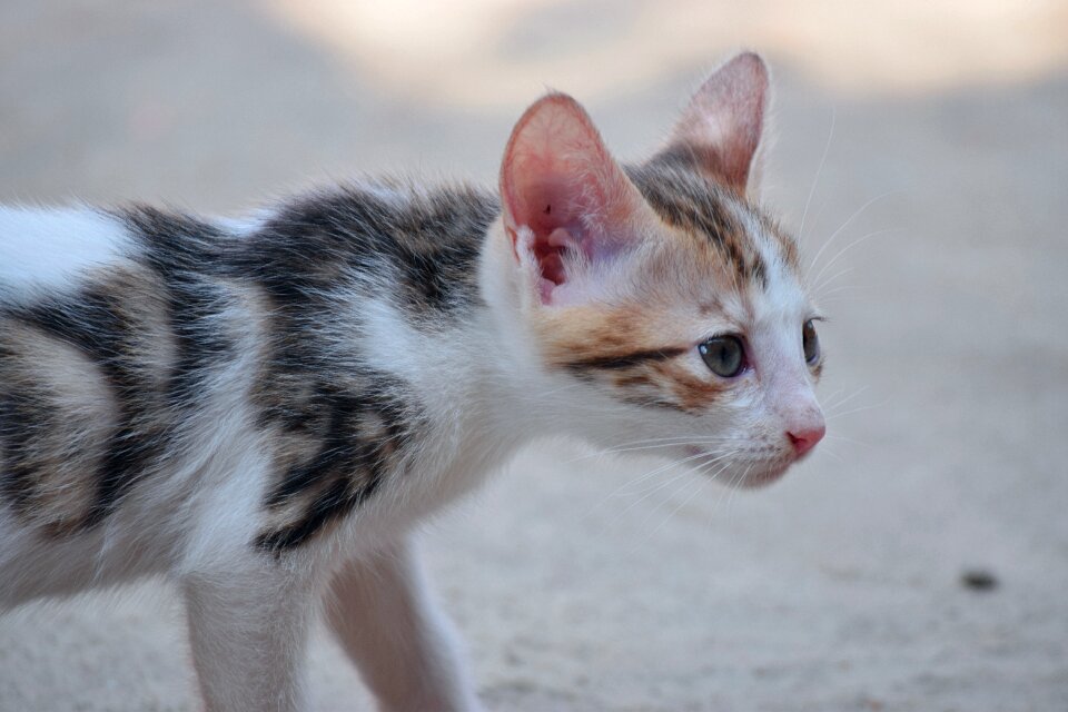 Animal pet white