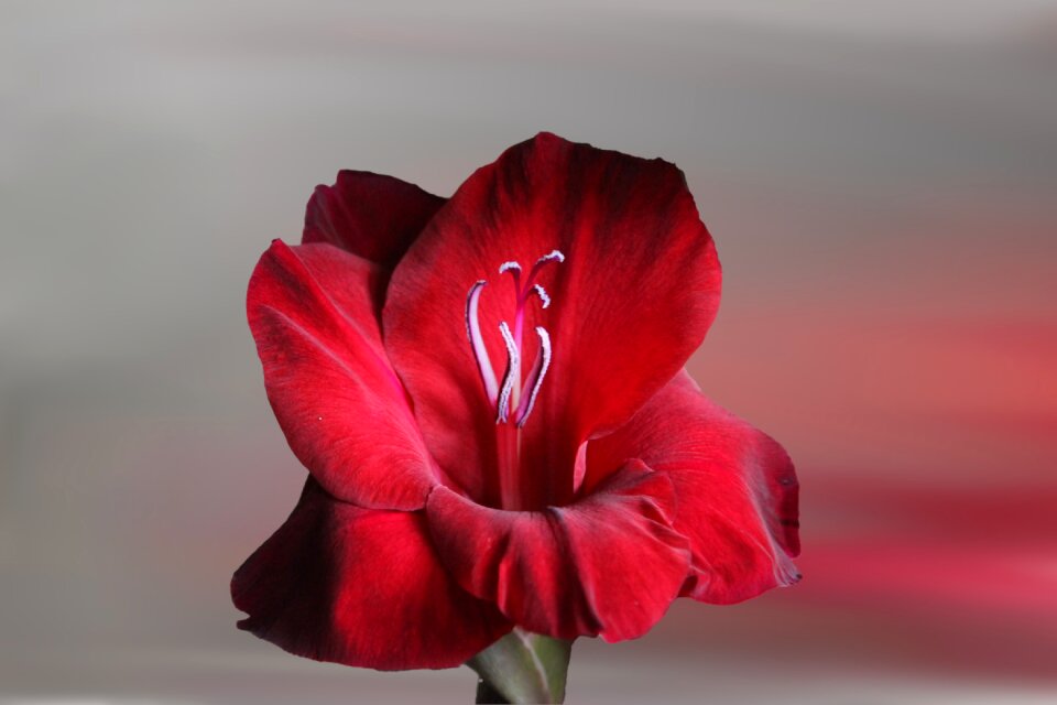 Red gladiolus summer flower