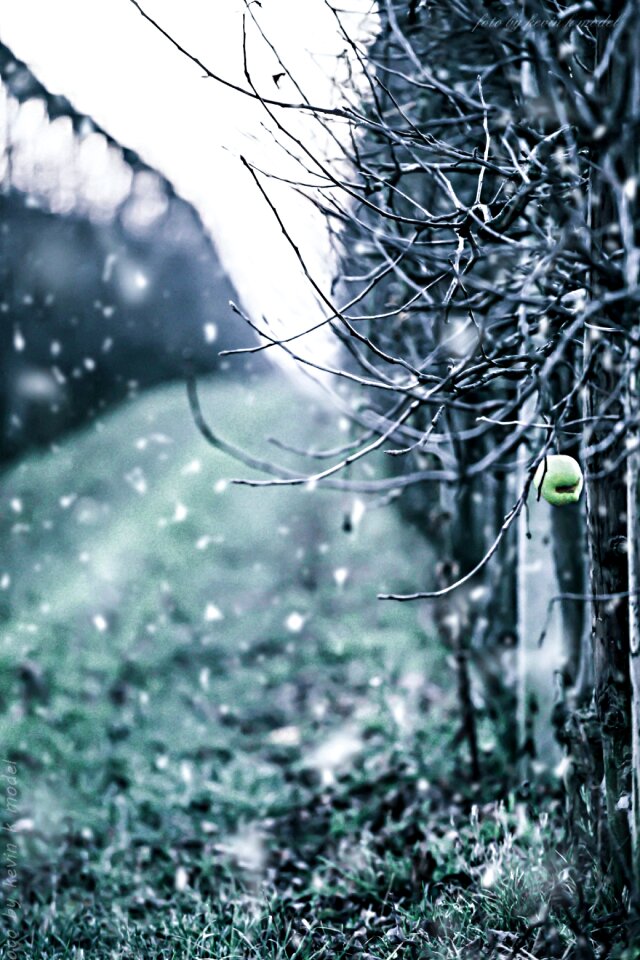 Winter apple snow