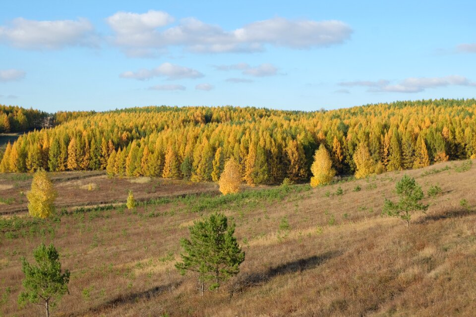 Leaves golden autumn yellow leaves photo