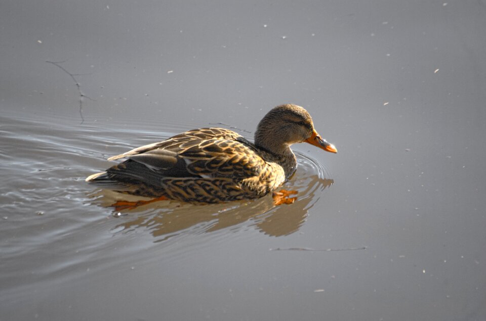 Water bird female anas platyrhynchos
