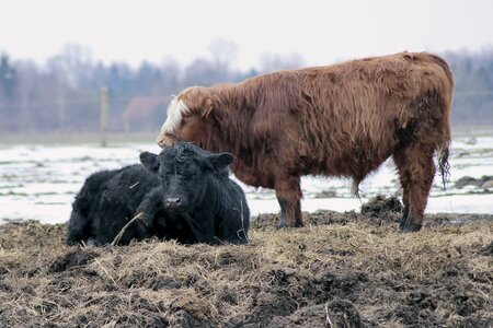 Livestock shaggy pasture photo