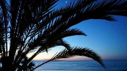Sunrise palm colorful