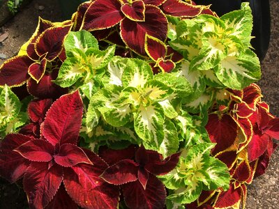 Green yellow plant