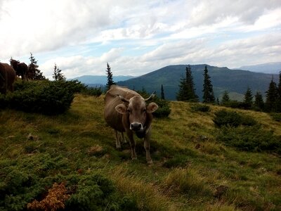 Mountains graze pasture