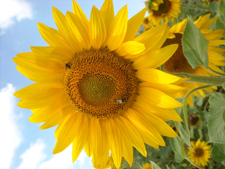 Sunflower nature yellow