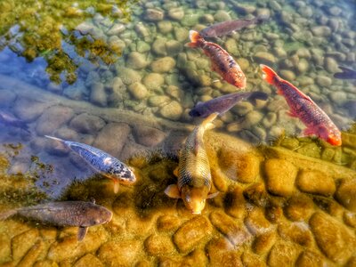 Water fish group photo