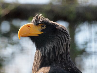 Eagle bird zoo photo