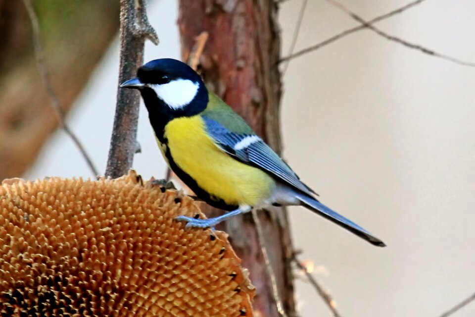 Songbird plumage foraging