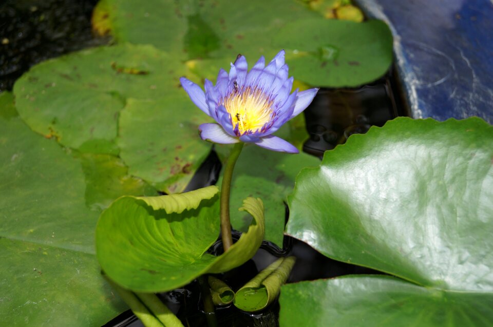 Water plant flora beautiful flowers