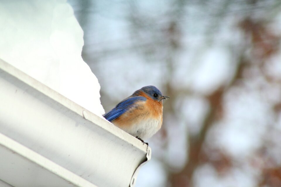 Bird snow