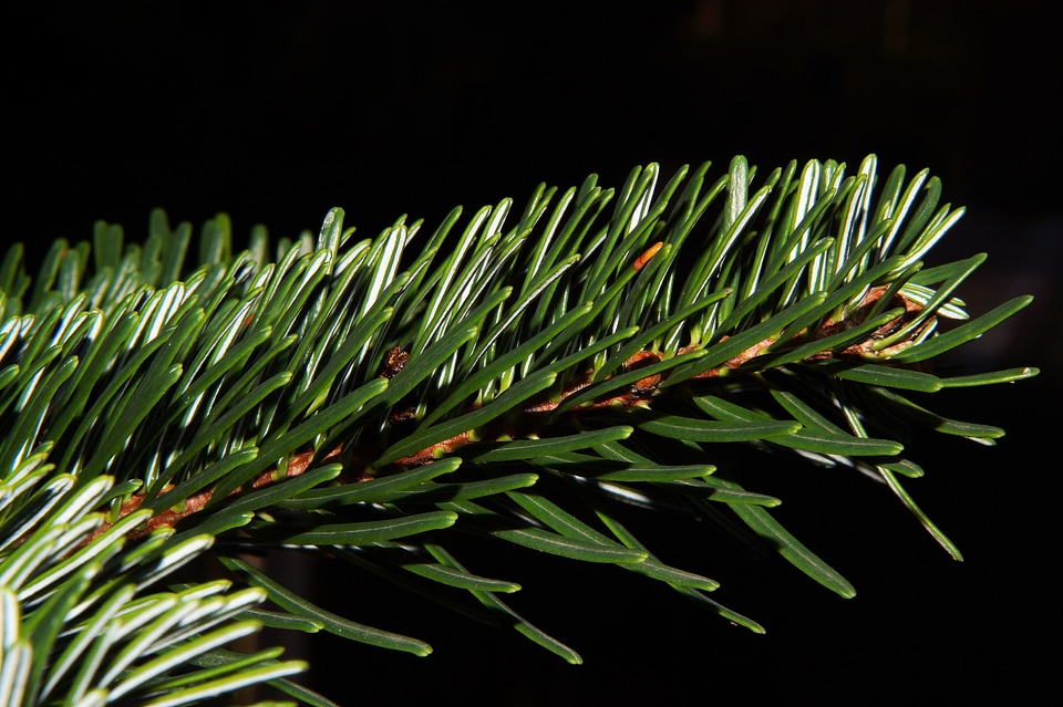 Fir tree christmas festive