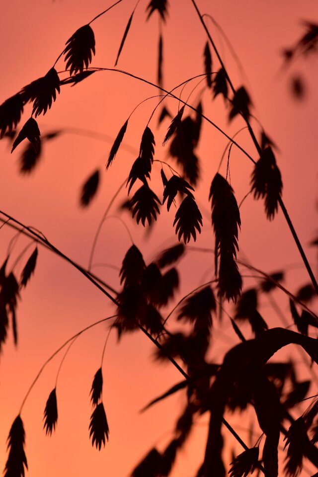 Background sun nature