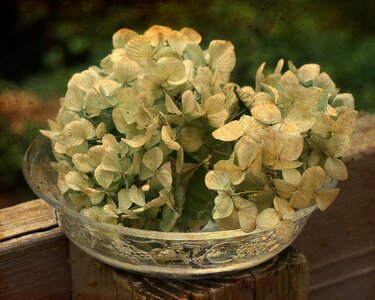 Aged filter flowers dried flowers