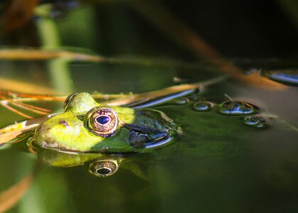 Lake reflection green frog