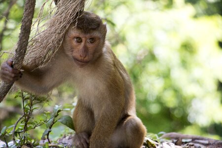 Sweet primate nature photo