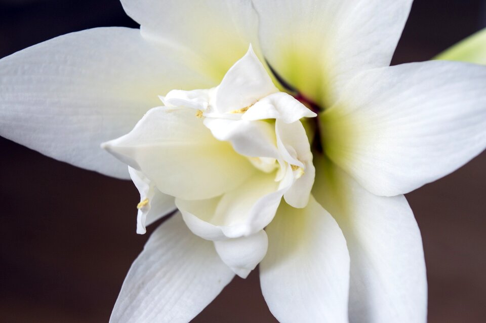White gippeastrum white amaryllis bulbous
