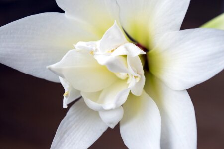 White gippeastrum white amaryllis bulbous photo
