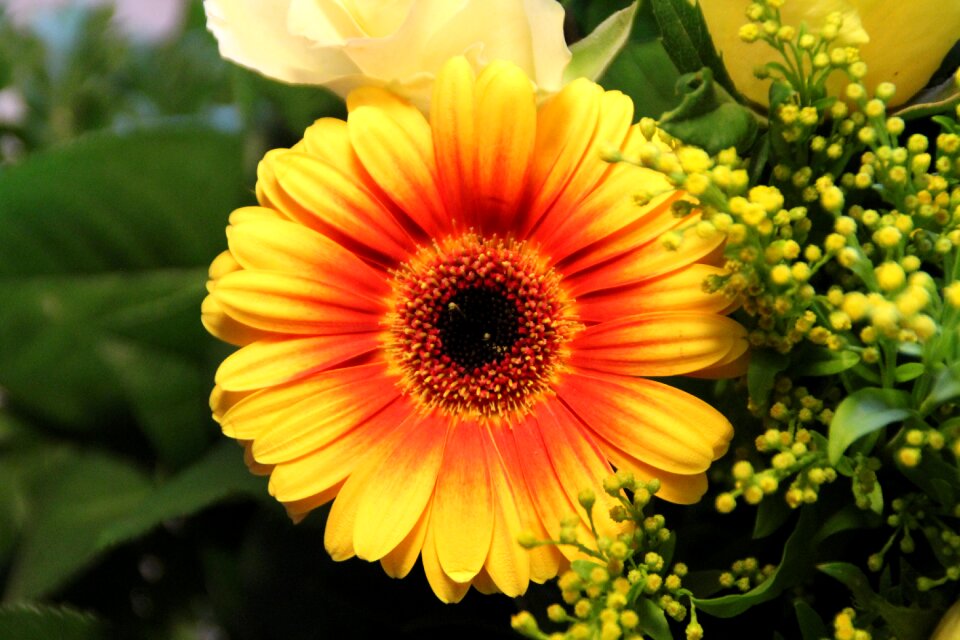 Flower blossom bloom