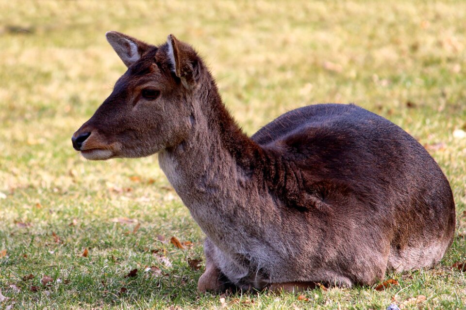 Meadow nature animal