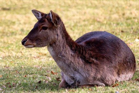 Meadow nature animal photo