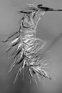 Macro plant nature